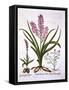 Asphodel, Burnt Orchid and Fumaria Spicata, from 'Hortus Eystettensis', by Basil Besler (1561-1629)-German School-Framed Stretched Canvas