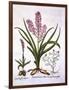 Asphodel, Burnt Orchid and Fumaria Spicata, from 'Hortus Eystettensis', by Basil Besler (1561-1629)-German School-Framed Giclee Print