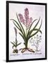 Asphodel, Burnt Orchid and Fumaria Spicata, from 'Hortus Eystettensis', by Basil Besler (1561-1629)-German School-Framed Giclee Print