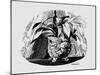 Aspidistra in a Bowl, 1950s-George Adamson-Mounted Giclee Print