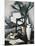 Aspidistra-Samuel John Peploe-Mounted Giclee Print