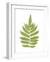 Aspidium Glandulosum-Edward Joseph Lowe-Framed Giclee Print