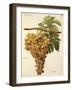 Aspiran Grape-J. Troncy-Framed Giclee Print