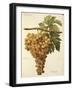 Aspiran Grape-J. Troncy-Framed Giclee Print