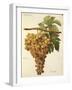 Aspiran Grape-J. Troncy-Framed Giclee Print