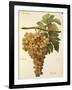 Aspiran Grape-J. Troncy-Framed Giclee Print