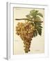 Aspiran Grape-J. Troncy-Framed Giclee Print