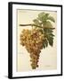 Aspiran Grape-J. Troncy-Framed Giclee Print