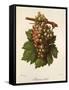 Aspiran Verdal Grape-J. Troncy-Framed Stretched Canvas