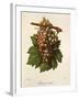 Aspiran Verdal Grape-J. Troncy-Framed Giclee Print