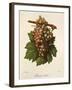 Aspiran Verdal Grape-J. Troncy-Framed Giclee Print