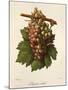 Aspiran Verdal Grape-J. Troncy-Mounted Giclee Print