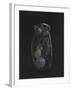 Asplanchna: Rotifer-Philip Henry Gosse-Framed Giclee Print