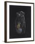 Asplanchna: Rotifer-Philip Henry Gosse-Framed Giclee Print