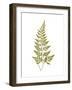 Asplenium Adiantum-Nigrum-Edward Joseph Lowe-Framed Giclee Print