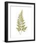 Asplenium Adiantum-Nigrum-Edward Joseph Lowe-Framed Giclee Print