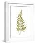 Asplenium Adiantum-Nigrum-Edward Joseph Lowe-Framed Giclee Print