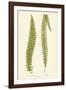 Asplenium Dentex and Formosum-Edward Joseph Lowe-Framed Giclee Print