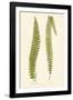 Asplenium Dentex and Formosum-Edward Joseph Lowe-Framed Giclee Print