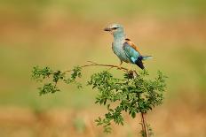 White-Throated Kingfisher Catch-Assaf Gavra-Photographic Print