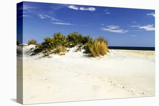 Assateague Beach 3-Alan Hausenflock-Stretched Canvas