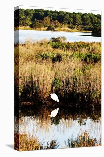 Assateague Island 2-Alan Hausenflock-Stretched Canvas