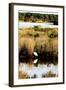 Assateague Island 2-Alan Hausenflock-Framed Photographic Print