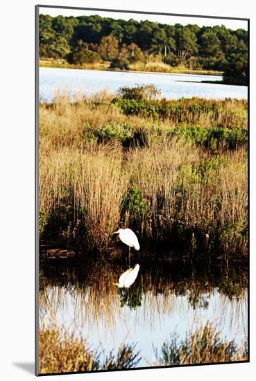 Assateague Island 2-Alan Hausenflock-Mounted Photographic Print