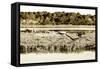 Assateague Island 3-Alan Hausenflock-Framed Stretched Canvas