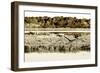 Assateague Island 3-Alan Hausenflock-Framed Photographic Print