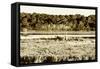 Assateague Island 4-Alan Hausenflock-Framed Stretched Canvas