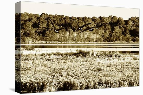 Assateague Island 4-Alan Hausenflock-Stretched Canvas