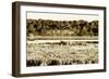 Assateague Island 4-Alan Hausenflock-Framed Photographic Print