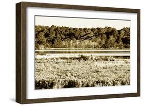 Assateague Island 4-Alan Hausenflock-Framed Photographic Print