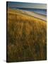 Assateague Island National Seashore, Virginia, USA-Charles Gurche-Stretched Canvas