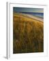 Assateague Island National Seashore, Virginia, USA-Charles Gurche-Framed Premium Photographic Print