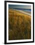 Assateague Island National Seashore, Virginia, USA-Charles Gurche-Framed Photographic Print