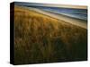 Assateague Island National Seashore, Virginia, USA-Charles Gurche-Stretched Canvas