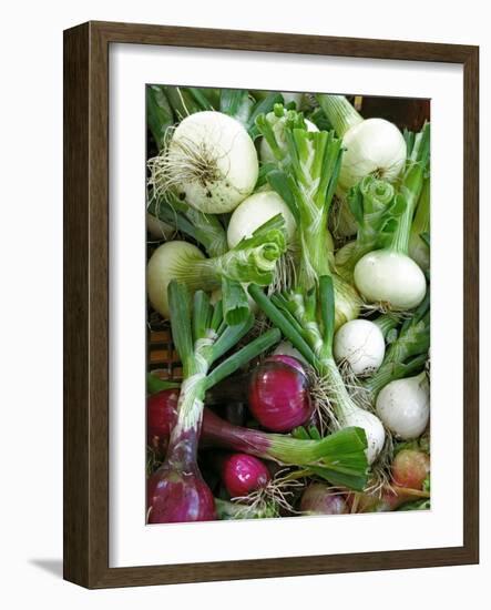 Assorted Alliums-Bjorn Svensson-Framed Photographic Print