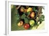 Assorted Apples in a Basket-Bodo A^ Schieren-Framed Photographic Print