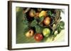 Assorted Apples in a Basket-Bodo A^ Schieren-Framed Photographic Print