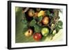 Assorted Apples in a Basket-Bodo A^ Schieren-Framed Photographic Print