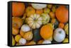 Assorted autumn vegetables, squashes and pumpkins, Derbyshire, England, United Kingdom, Europe-Frank Fell-Framed Stretched Canvas