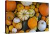 Assorted autumn vegetables, squashes and pumpkins, Derbyshire, England, United Kingdom, Europe-Frank Fell-Stretched Canvas