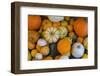 Assorted autumn vegetables, squashes and pumpkins, Derbyshire, England, United Kingdom, Europe-Frank Fell-Framed Photographic Print