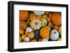 Assorted autumn vegetables, squashes and pumpkins, Derbyshire, England, United Kingdom, Europe-Frank Fell-Framed Photographic Print