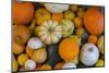 Assorted autumn vegetables, squashes and pumpkins, Derbyshire, England, United Kingdom, Europe-Frank Fell-Mounted Photographic Print