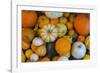 Assorted autumn vegetables, squashes and pumpkins, Derbyshire, England, United Kingdom, Europe-Frank Fell-Framed Photographic Print