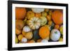 Assorted autumn vegetables, squashes and pumpkins, Derbyshire, England, United Kingdom, Europe-Frank Fell-Framed Photographic Print