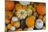 Assorted autumn vegetables, squashes and pumpkins, Derbyshire, England, United Kingdom, Europe-Frank Fell-Mounted Photographic Print